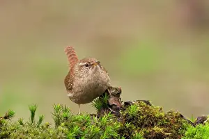 Troglodytidae: Eurasian Wren