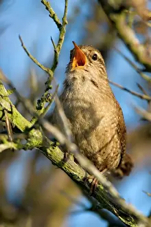 Wren: Eurasian Wren