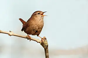 Passeridae: Eurasian Wren