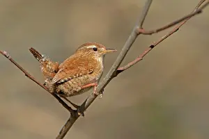 Songird: Eurasian Wren