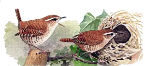 Troglodytes: Eurasian Wren