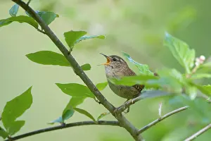 Singing: Eurasian Wren