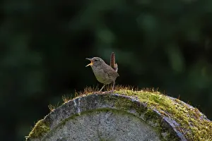 Singing: Eurasian Wren