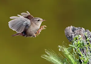 Wrens: Eurasian Wren - adult in flight
