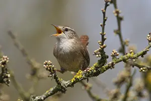 Wrens: Eurasian Wren - adult male - Germany
