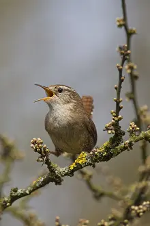Wrens: Eurasian Wren - adult male - Germany