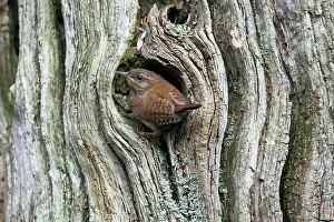 Troglodytes: Eurasian wren (Troglodytes troglodytes), Emsland