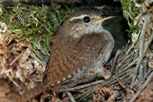 160919: Eurasian wren (Troglodytes troglodytes), old bird