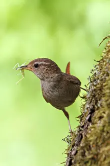 160919: Eurasian wren (Troglodytes troglodytes), old bird