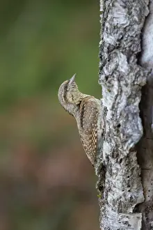 Lower: Eurasian Wryneck