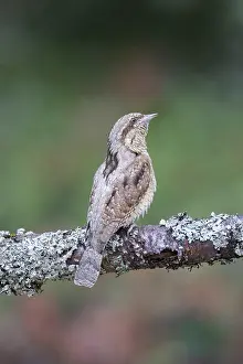 Lower: Eurasian Wryneck