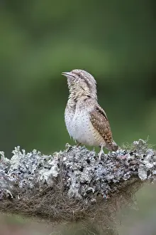 Call: Eurasian Wryneck