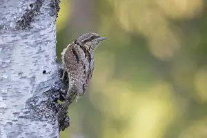 Migratory: Eurasian Wryneck