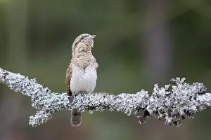 Singing: Eurasian Wryneck
