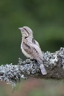 Singing: Eurasian Wryneck