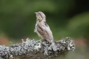 Singing: Eurasian Wryneck