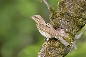 Jynx: Eurasian Wryneck - adult bird - Germany