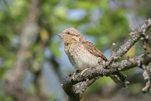 Jynx: Eurasian Wryneck - adult bird - Germany