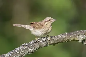 Jynx: Eurasian Wryneck - adult bird - Germany