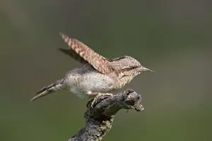 Jynx: Eurasian Wryneck - adult bird - Germany