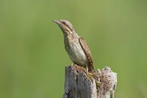 Jynx: Eurasian Wryneck - adult bird - Germany