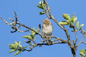 Jynx: Eurasian Wryneck - adult bird - Germany