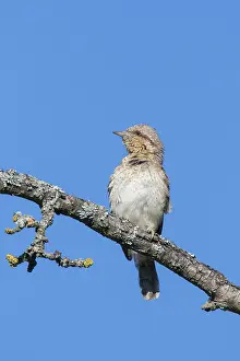 Jynx: Eurasian Wryneck - adult bird - Germany