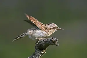 Spread: Eurasian wryneck (Jynx torquilla), northern wryneck