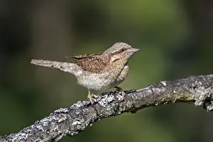 Jynx: Eurasian wryneck (Jynx torquilla), northern wryneck