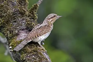 Jynx: Eurasian wryneck (Jynx torquilla), northern wryneck