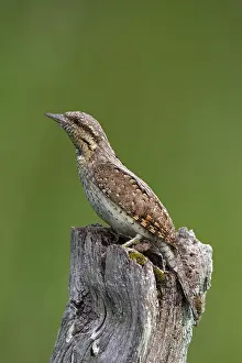 Post: Eurasian wryneck (Jynx torquilla), northern wryneck
