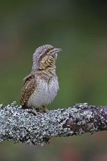 Sound: Eurasian wryneck (Jynx torquilla), northern wryneck