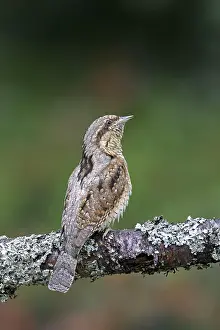 Jynx: Eurasian wryneck (Jynx torquilla), northern wryneck