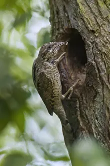 Caring: Eurasian wryneck (Jynx torquilla), northern wryneck