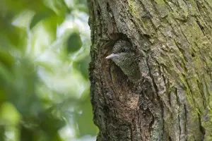 Incubate: Eurasian wryneck (Jynx torquilla), northern wryneck
