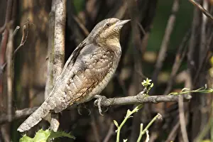 Jynx: Eurasian Wryneck (Jynx torquilla) on a branch