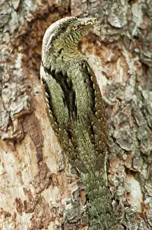 Incubate: Eurasian Wryneck (Jynx torquilla) at the breeding