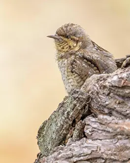 Bark: Eurasian wryneck (Jynx torquilla) camouflage plumage