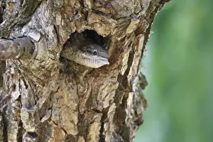 Jynx: Eurasian Wryneck (Jynx torquilla) chick with it