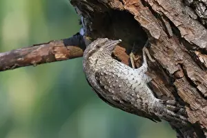Jynx: Eurasian Wryneck (Jynx torquilla) with food for