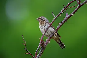 Jynx: Eurasian wryneck (Jynx torquilla) Germany