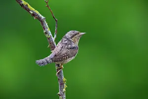 Jynx: Eurasian wryneck (Jynx torquilla) Germany