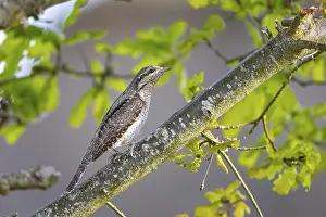 Woodpeckers: Eurasian wryneck (Jynx torquilla) Germany