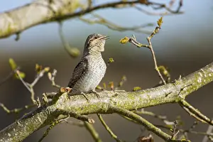 Woodpeckers: Eurasian wryneck (Jynx torquilla) Germany