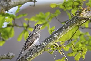 Woodpeckers: Eurasian wryneck (Jynx torquilla) Germany