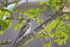 Woodpeckers: Eurasian wryneck (Jynx torquilla) Germany
