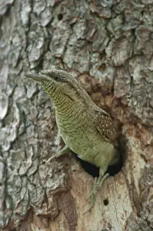 Incubate: Eurasian Wryneck (Jynx torquilla) looking out of