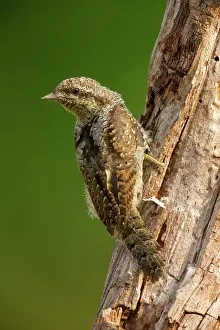 Jynx: Eurasian wryneck (Jynx torquilla) with perfect camouflage