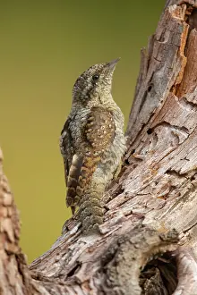 Jynx: Eurasian wryneck (Jynx torquilla) with perfect camouflage