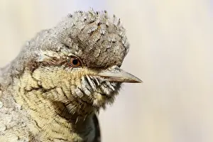 Jynx: Eurasian wryneck (Jynx torquilla) portrait, Alsace